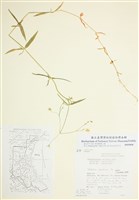 藏品(禾葉繁縷)的圖片